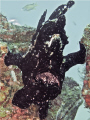 Frogfish does Samson 